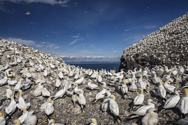 A colony of Northern gannets off the West coast of Scotland gannets,Northern gannet,bird,birds,island,habitat,colony,seabird,seabirds,landscape,seascape,Scotland,breeding season,flock,Gannet,Morus bassanus,Aves,Birds,Pelicans and Cormorants,Pelecaniformes,Chor
