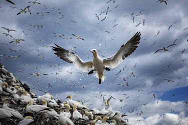 Northern gannet flying over its colony gannets,Northern gannet,bird,birds,flying,flight,seabird,seabirds,action,motion,sea,ocean,oceans,coast,coastal,coastline,colony,Gannet,Morus bassanus,Aves,Birds,Pelicans and Cormorants,Pelecaniformes,