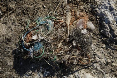 A mass of plastic fibres washed up from sea posing a threat to wildlife coast,coastal,coastline,human impact,pollution,ghost fishing,entangled,discard,rubbish,plastic,plastics,waste,fishing line,fishing net,threat,environmental threats,environmental threat,wildlife threat