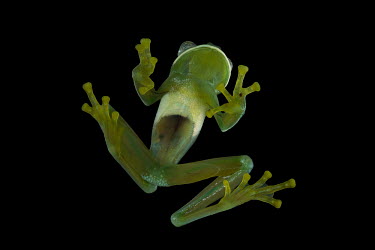A glass frog photographed from underneath frog,frogs,amphibian,amphibians,eye,eyes,skin,pigment,pigmentation,black background,clear,translucent,see-through,feet,toes,webbed,webbed feet,webbed toes,Glass frog,Hyalinobatrachium fragile,Amphibia