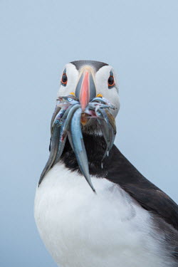 Atlantic puffin with a bill full of sand eels puffin,puffins,sand eels,sand eel,food,feeding,eating,fisherman,bird,birds,portrait,bill,looking at camera,catch,hungry,dinner,fish,Atlantic puffin,Fratercula arctica,Puffin,Ciconiiformes,Herons Ibise