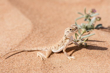 Arabian toad-headed agama in the Arabian desert lizard,lizards,reptile,reptiles,scales,scaly,reptilia,terrestrial,close up,desert,agama,happy,smile,smug,sunbathing,basking,dry,arid,sand,sand dune,dunes,camouflage,camouflaged,Arabian toad-headed aga