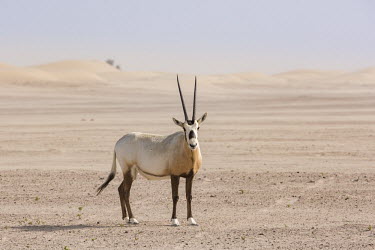 Arabian oryx walking in desert outside Dubai oryx,antelope,antelopes,herbivores,herbivore,vertebrate,mammal,mammals,terrestrial,ungulate,horns,horn,Africa,African,desert,dry,arid,habitat,environment,landscape,Arabian oryx,Oryx leucoryx,Mammalia,
