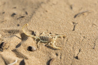 Scorpion in the Aarbian desert Animalia,Arachnida,Buthidae,Cephalothorax,Fixed,Scorpion,Scorpions,Vachoniolus,abdomen,Arabia,Arabian,carnivore,claw,claws,close up,desert,Dubai,dunes,sand,sand dunes,arachnid,invertebrates,minipectin