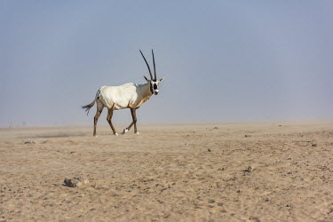 Arabian oryx walking in desert outside Dubai oryx,antelope,antelopes,herbivores,herbivore,vertebrate,mammal,mammals,terrestrial,ungulate,horns,horn,Africa,African,desert,dry,arid,habitat,environment,landscape,Arabian oryx,Oryx leucoryx,Mammalia,