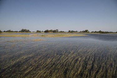 A flood plain of the Okavango river ecosystem,habitat,environment,water,freshwater,Africa,blue sky,wetlands,wetland,flooded,plain,flooded plain,grassland,grass,flood,floodplain,flood plain,Okavango