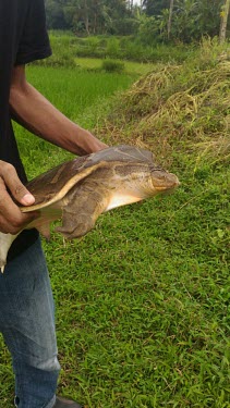 Striped narrow-headed softshell turtle turtle,turtles,shell,cold blooded,reptile,reptiles,freshwater,freshwater turtle,threatened,close up,monitoring,conservation,softshell turtle,Striped narrow-headed softshell turtle,Chitra chitra,Chorda