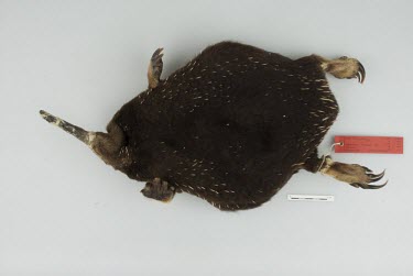 The body of an echidna in a museum Animalia,Chordata,Mammalia,Monotremata,Tachyglossidae,echidna,mammal,monotreme,egg-laying,agg-laying mammal,spiny,spined,echidnas