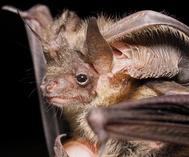 Gray big-eared bat face Grey big-eared bat,bats,bat,UK species,UK,ears,ear,big ears,big ear,closeup,close-up,face,eyes,snout,Gray big-eared bat,Plecotus austriacus,Grey long-eared bat,Chordates,Chordata,Mammalia,Mammals,Vesp