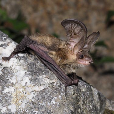 Gray big-eared bat perched on rock Grey big-eared bat,bats,bat,UK species,UK,ears,ear,big ears,big ear,Gray big-eared bat,Plecotus austriacus,Grey long-eared bat,Chordates,Chordata,Mammalia,Mammals,Vespertilionidae,Vesper Bats,Chiropte