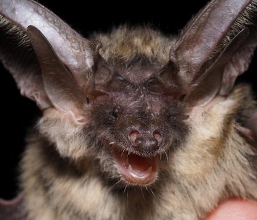 Gray big-eared bat with mouth open Grey big-eared bat,bats,bat,UK species,UK,ears,ear,big ears,big ear,closeup,close-up,face,eyes,snout,Gray big-eared bat,Plecotus austriacus,Grey long-eared bat,Chordates,Chordata,Mammalia,Mammals,Vesp