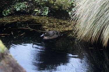 Auckland Islands teal on pond On top of water,Locomotion,Swimming,Auckland Islands teal,Anas aucklandica,Ducks, Geese, Swans,Anatidae,Aves,Birds,Waterfowl,Anseriformes,Chordates,Chordata,Nesonetta aucklandica,Auckland Island fligh