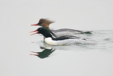 Scaly-sided merganser pair on water Adult Female,Adult,On top of water,Adult Male,Swimming,Locomotion,Scaly-sided merganser,Mergus squamatus,Aves,Birds,Ducks, Geese, Swans,Anatidae,Chordates,Chordata,Waterfowl,Anseriformes,Carnivorous,s