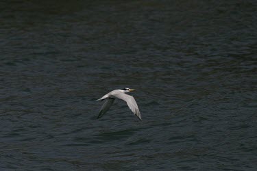 Chinese crested tern in flight over water Flying,Locomotion,Sterna bernsteini,Chinese crested tern,Chordates,Chordata,Aves,Birds,Charadriiformes,Shorebirds and Terns,Laridae,Gulls, Terns,Chinese crested-tern,Matsu tern,Chinese-crested tern,Th