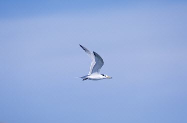 Chinese crested tern in flight Locomotion,Flying,Sterna bernsteini,Chinese crested tern,Chordates,Chordata,Aves,Birds,Charadriiformes,Shorebirds and Terns,Laridae,Gulls, Terns,Chinese crested-tern,Matsu tern,Chinese-crested tern,Th