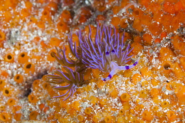 An aeolid nudibranch on a brilliantly coloured sponge nudibranch,nudibranchs,gastropod,gastropods,mollusc,molluscs,reef,reef life,Animalia,Mollusca,Gastropoda,marine,marine life,sea,sea life,ocean,oceans,water,underwater,aquatic,sea creature,appendages,w
