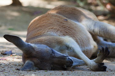 Red kangaroo asleep in Sydney zoo mammal,mammals,vertebrate,vertebrates,terrestrial,Australia,Australian,marsupial,marsupials,endemic,kangaroo,kangaroos,roo,sleep,sleeping,asleep,sleepy,tired,nap time,close up,zoo,Red kangaroo,Macropu