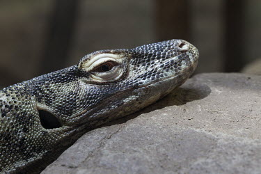 A Komodo dragon snoozing in Sydney zoo lizard,lizards,reptile,reptiles,scales,scaly,reptilia,terrestrial,cold blooded,face,close up,nap time,tired,lazy,dragon,Komodo dragon,Varanus komodoensis,Captive,Varanidae,Monitors,Reptilia,Reptiles,S