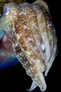 Portrait of a cuttlefish cuttlefish,cuttle fish,cephalopod,mollusc,tentacles,invertebrate,invertebrates,water,underwater,aquatic,marine,marine life,sea,sea life,ocean,oceans,sea creature,close up,Giant Australian cuttlefish,S