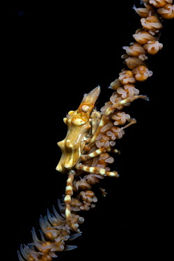 Tiny crab living on a whip coral whip coral,coral,corals,coral reef,reef,invertebrate,invertebrates,marine invertebrate,marine invertebrates,marine,marine life,sea,sea life,ocean,oceans,water,underwater,aquatic,sea creature,close up,
