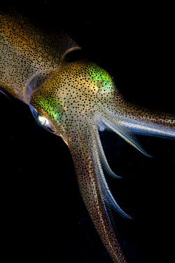 Close up of a squid Cephalopod,Cephalopoda,mollusca,Animalia,mollusc,tentacles,invertebrate,invertebrates,water,underwater,aquatic,marine,marine life,sea,sea life,ocean,oceans,sea creature,squid,squids,pattern,patterned,