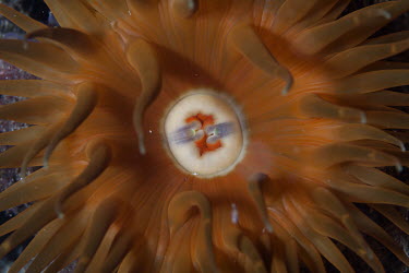 Close up of a sea anemone marine,marine life,sea,sea life,ocean,oceans,water,underwater,aquatic,invertebrate,invertebrates,marine invertebrate,marine invertebrates,sea creature,Animalia,Cnidaria,Anthozoa,Hexacorallia,Actiniari