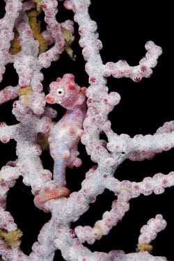 Pygmy seahorse camouflaged in soft coral sea horse,seahorse,sea-horse,sea horses,seahorses,sea-horses,fish,vertebrates,water,underwater,aquatic,marine,marine life,sea,sea life,ocean,oceans,sea creature,pygmy,pink,macro,close up,camouflage,di