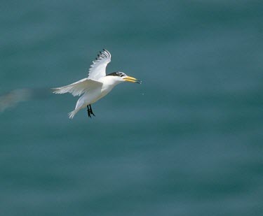 Chinese crested tern in flight Flying,Locomotion,Sterna bernsteini,Chinese crested tern,Chordates,Chordata,Aves,Birds,Charadriiformes,Shorebirds and Terns,Laridae,Gulls, Terns,Chinese crested-tern,Matsu tern,Chinese-crested tern,Th