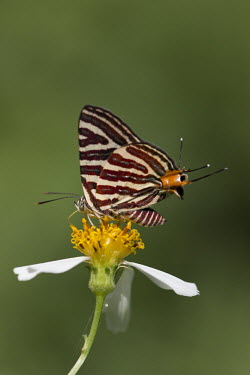 Long-banded silverline feeding from a flower Long-banded silverline,Animalia,Arthropoda,Insecta,Lepidoptera,Lycaenidae,Spindasis lohita,butterfly,butterflies,insect,insects,invertebrate,invertebrates,shallow focus,green background,false tail,pat