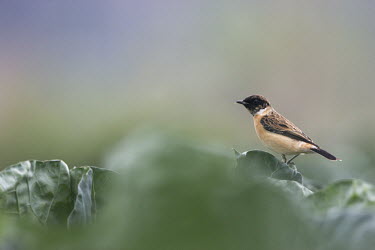 Male Siberian stonechat in a cabbage patch bird,birds,shallow focus,male,stonechat,Siberian stonechat,Animalia,Chordata,Aves,Passeriformes,Muscicapidae,Saxicola,Saxicola maurus,Siberian Stonechat male