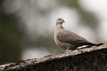 Spotted dove on a moss covered wall dove,doves,bird,birds,shallow focus,negative space,Eastern spotted dove,Spotted dove,Animalia,Chordata,Aves,Columbiformes,Columbidae,Spilopelia chinensis,spots,spotted,Spotted Dove