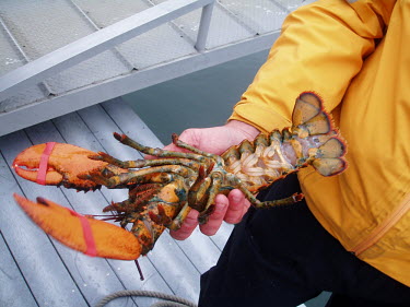 Close up of a caught female lobster being held lobster,fishing,fishing industry,food,farm,lobsters,close up,humans,people,aquaculture,female,swimmerets,abdomen