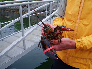 Close up of a caught lobster being held lobster,fishing,fishing industry,food,farm,lobsters,close up,humans,people,aquaculture