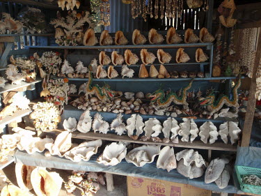 A shop stall in Asia selling marine curio marine-curio,shells,marine curio,trade,market,shop,wildlife trade,wildlife exploitation,tourism,human impact,unsustainable,sustainability,shell,molluscs,mollusc,conch,clam,coral