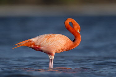 A bright pink American flamingo bends its curvy neck  while standing in shallow water American Flamingo,blue,flamingos,bright,colourful,evening,pink,pretty,red,sunlight,water,water level,bird,birds,Caribbean flamingo,Phoenicopterus ruber,Ciconiiformes,Herons Ibises Storks and Vultures,