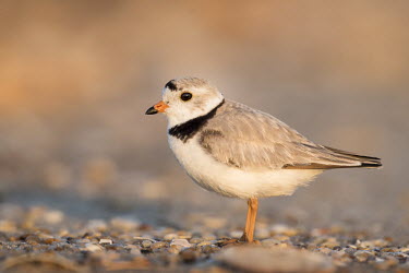 Adult piping plover stands on a pebbly beach just as the first sunlight shines on it plover,bird,birds,shorebird,beach,coast,coastal,profile,cute,shallow focus,close up,Piping plover,Charadrius melodus,Aves,Birds,Charadriiformes,Shorebirds and Terns,Charadriidae,Lapwings, Plovers,Chor