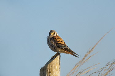 A male American Kestrel sits perched on a log on a bright sunny morning with a blue sky and brown grass next to him American Kestrel,blue Sky,falcons,bird,birds,raptor,brown,brown grass,colourful,male,morning,orange,perched,post,sunny,white,Falco sparverius,American kestrel,Falconiformes,Hawks Eagles Falcons Kestre