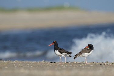 A pair of American oystercatchers stand on a sandy beach on a bright sunny morning with the ocean and waves crashing in the background American oystercatcher,oystercatcher,bird,birds,shorebird,blue,beach,brown,crashing,grey,ocean,orange,sand,water,waves,white,Haematopus palliatus,Ciconiiformes,Herons Ibises Storks and Vultures,Charad