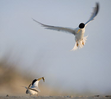 A pair of male least terns compete to keep a fish and impress a nearby female on the beach in the early morning sunlight blue Sky,least tern,tern,terns,action,attack,beach,brown,early,flying,interaction,morning,pair,sand,sunlight,white,wing blur,wings,Least tern,Sternula antillarum,BIRDS,Blue Sky,Least Tern,animal,black