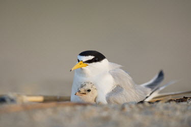 A least tern chick snuggles in close with its parent to stay safe on the open beach in the early morning sunlight least tern,tern,terns,adorable,adult,baby,beach,chick,close,cuddle,cute,early,morning,pair,sand,snuggle,tiny,white,Sternula antillarum,BIRDS,Least Tern,animal,baby animal,baby bird,black,ground level,