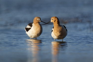A pair of American Avocets stand in shallow blue water with their bills crossed in the early morning sunlight American avocet,Animalia,Chordata,Aves,Charadriiformes,Recurvirostridae,Recurvirostra americana,avocet,blue,early,morning,orange,pair,reflection,sunny,tan,water,water level,white,bird,birds,Avocet,Rec