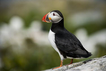 An Atlantic puffin stands on a rock with a green background in soft sunlight Atlantic Puffin,bill,colourful,cute,feet,funny,goofy,grey,green,orange,red,rock,rocks,standing,stone,sunny,white,Puffin,Fratercula arctica,Ciconiiformes,Herons Ibises Storks and Vultures,Alcidae,Auks,