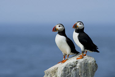 A pair of Atlantic puffins stand on a rocky outcrop in front of the bright blue ocean on a sunny afternoon Atlantic Puffin,blue,bill,colourful,cute,funny,goofy,grey,ocean,orange,pair,red,rock,rocks,sea,stone,sunny,white,bird,birds,Puffin,Fratercula arctica,Ciconiiformes,Herons Ibises Storks and Vultures,Al