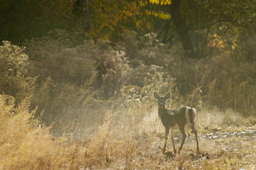 A whitetail deer looks back at the camera as the sun lights it up from behind backlight,brown,cold,deer,doe,female,sunny,white,whitetail deer,White-tailed deer,Odocoileus virginianus,Mammalia,Mammals,Even-toed Ungulates,Artiodactyla,Cervidae,Deer,Chordates,Chordata,Toy deer,Key