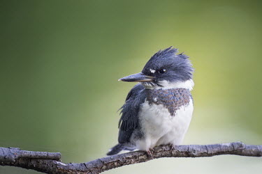 A young belted kingfisher sits on a small branch in front of a smooth green and yellow background in a very soft light Belted kingfisher,kingfisher,bird,birds,Portrait,close,feet,grey,green,perched,soft light,sticks,white,Megaceryle alcyon,Chordates,Chordata,Aves,Birds,Coraciiformes,Rollers Kingfishers and Allies,Alce