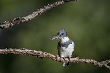A belted kingfisher perches on a branch with a fish in its bill on a bright sunny day with a smooth green background Belted kingfisher,kingfisher,bird,birds,bark,bright,brown,eating,fish,grey,green,perched,prey,sunny,white,Megaceryle alcyon,Chordates,Chordata,Aves,Birds,Coraciiformes,Rollers Kingfishers and Allies,A