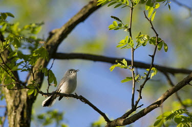 A tiny blue-gray gnatcatcher perches on a branch in the bright morning sun while singing Ray Hennessy blue,blue Sky,blue-Gray Gnatcatcher,bright,cute,grey,green,leaves,perched,singing,small,spring,sunny,tiny,white,Animalia,Chordata,Aves,Passeriformes,Polioptilidae,Polioptila caerulea,Blue-grey gnatcatcher,BIRDS,Blue,Blue Sky,Blue-Gray Gnatcatcher,Branch,GNAT CATCHERS,animal,gray,nature,wildlife