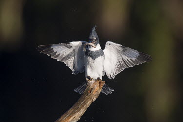 A belted kingfisher perched on a log with its wings out holding a minnow in its bill Belted kingfisher,kingfisher,bird,birds,action,eating,feeding,fish,flying,green,landing,minnow,movement,perched,sunlight,sunny,tree,water drops,white,wings,Megaceryle alcyon,Chordates,Chordata,Aves,Bi