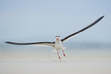 A black skimmer takes off right towards the camera as its tiny feet just lift of the sandy beach Black skimmer,skimmer,bird,birds,blue,flying,orange,sand,take off,white,wings,Rynchops niger,Chordates,Chordata,Charadriiformes,Shorebirds and Terns,Aves,Birds,Laridae,Gulls, Terns,Ciconiiformes,Heron