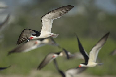 A black skimmer flies with a fish in its bill in front of a flock of other skimmers Black skimmer,skimmer,bird,birds,flock,flying,green,group,red,white,wings,Rynchops niger,Chordates,Chordata,Charadriiformes,Shorebirds and Terns,Aves,Birds,Laridae,Gulls, Terns,Ciconiiformes,Herons Ib